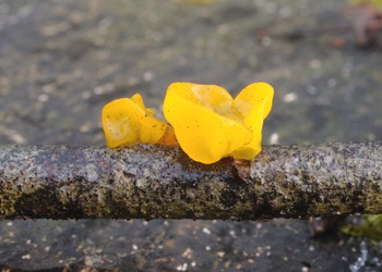 Goldgelber Zitterling (Tremella mesenterica) - © Michaela und Gernot Friebes